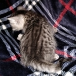 Savannah, F-3C, BST, Male, DOB 4-17-20