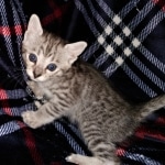 Savannah, F-3C, BST, Male, DOB 4-17-20