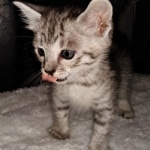 Savannah, F-3C, BST, Male, DOB 4-17-20