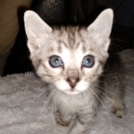 Savannah, F-3C, BST, Male, DOB 4-17-20