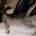 Savannah, F-3C, BST, Male, DOB 4-17-20