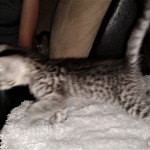 Savannah, F-3C, BST, Male, DOB 4-17-20