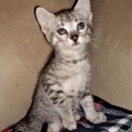 Savannah, F-3C, BST, Male, DOB 4-17-20