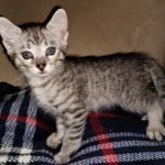 Savannah, F-3C, BST, Male, DOB 4-17-20