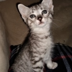 Savannah, F-3C, BST, Male, DOB 4-17-20