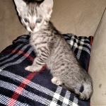 Savannah, F-3C, BST, Male, DOB 4-17-20