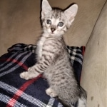 Savannah, F-3C, BST, Male, DOB 4-17-20