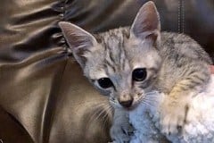 Savannah F-3C Silver Male DOB 9-10-18