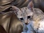 Savannah F-3C Silver Male DOB 9-10-18