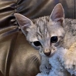 Savannah, F-3C Male BST, Dob 9-10-18