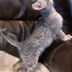 Savannah, F-3C Male BST, Dob 9-10-18