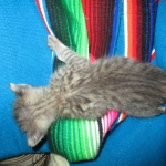 Savannah, F-3C Male BST, Dob 9-10-18