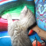 Savannah, F-3C Male BST, Dob 9-10-18