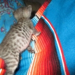 Savannah, F-3C Male BST, Dob 9-10-18