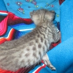 Savannah, F-3C Male BST, Dob 9-10-18