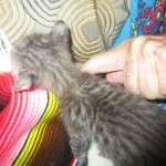 Savannah, F-3C Male BST, Dob 9-10-18