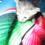 Savannah, F-3C Male BST, Dob 9-10-18