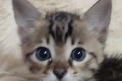 Seamus Savannah F-4SBT BST Male#1 DOB 8-13-22