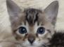 Seamus Savannah F-4SBT BST Male#1 DOB 8-13-22
