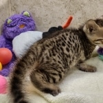 Savannah F-4SBT Male DOB 8-13-22