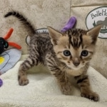 Savannah F-4SBT Male DOB 8-13-22