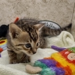 Savannah F-4SBT Male DOB 8-13-22