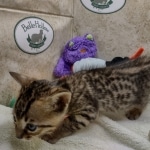 Seamus, Savannah F-4SBT Male DOB 8-13-22