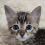 Seamus, Savannah F-4SBT Male DOB 8-13-22