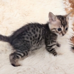 Seamus, Savannah F-4SBT Male DOB 8-13-22