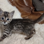 Seamus, Savannah F-4SBT Male DOB 8-13-22