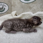 Savannah F-4SBT Male DOB 8-13-22