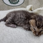 Savannah F-4SBT Male DOB 8-13-22