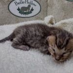 Savannah F-4SBT Male DOB 8-13-22