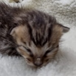 Savannah F-4SBT Male DOB 8-13-22