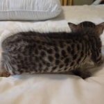 Savannah F-4SBT Male DOB 8-13-22