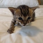 Savannah F-4SBT Male DOB 8-13-22