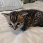 Savannah F-4SBT Male DOB 8-13-22