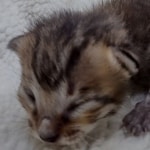 Savannah F-4SBT Male DOB 8-13-22