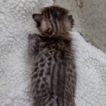 Savannah F-4SBT Male DOB 8-13-22