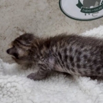 Savannah F-4SBT Male DOB 8-13-22