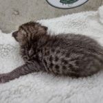 Savannah F-4SBT Male DOB 8-13-22