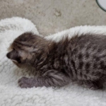 Savannah F-4SBT Male DOB 8-13-22