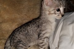 Bjorn Savannah F-3C Cool Brown Spotted male DOB 3-23-20