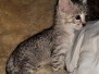 Bjorn Savannah F-3C Cool Brown Spotted male DOB 3-23-20