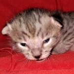 Savannah, F-3C, BST, Male, DOB 3-23-20