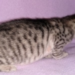 Savannah, F-3C, BST, Male, DOB 3-23-20