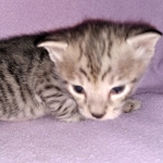 Savannah, F-3C, BST, Male, DOB 3-23-20