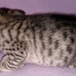 Savannah, F-3C, BST, Male, DOB 3-23-20