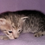 Savannah, F-3C, BST, Male, DOB 3-23-20