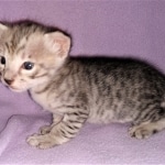 Savannah, F-3C, BST, Male, DOB 3-23-20
